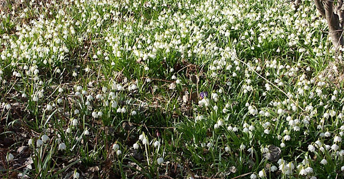 Leucojum vernuum i massverkan. Foto: Sylvia Svensson