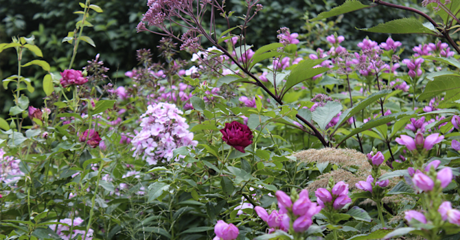 Sensommarplantering med Sköldpaddsört, Phlox, Rosor och Rosenflockel // Foto: Anna Theorin