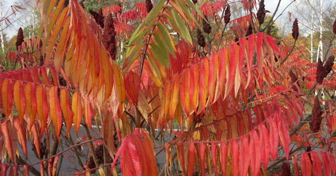 Rönnsumak, _Rhus typhina_.
Foto: Bernt Svensson