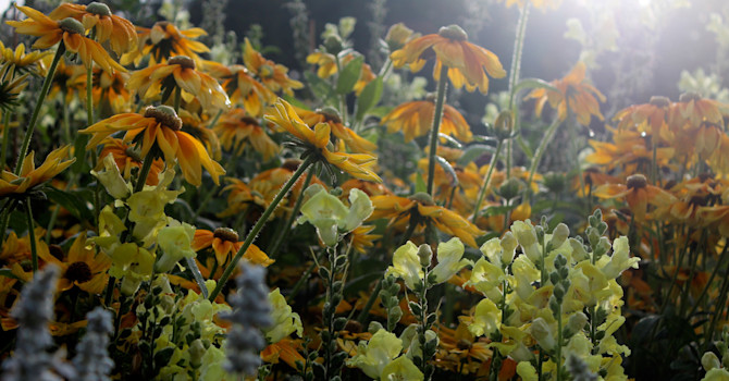 Sensommarblomster! // Foto: Anna Theorin