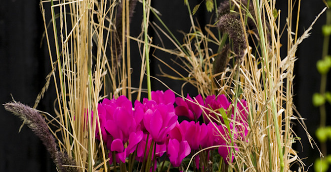 Cyklamen, _cyclamen persicum_, är perfekt för utekrukan på hösten. Foto: Floradania