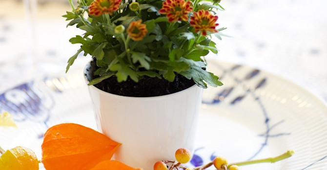 En minikrukväxt omgiven av till exempel japansk lykta och physalis utgör ett vackert blickfång. Foto: Floradania