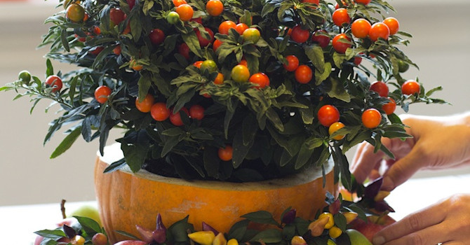 Färgstarka korallbär i en urgröpt pumpa som bordsdekoration till halloweenfesten är en kul idé. Foto: Floradania