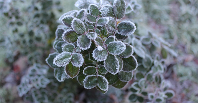 Känslig och frostbiten ros.