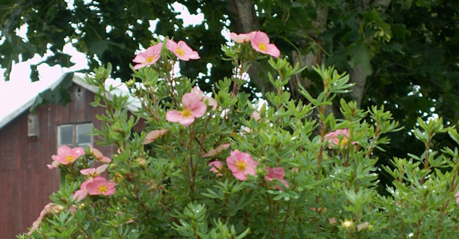 Token 'Pink beauty' och skogslönn klarar egentligen inte vårt klimat, men bra mikroklimat gör hela skillnaden.