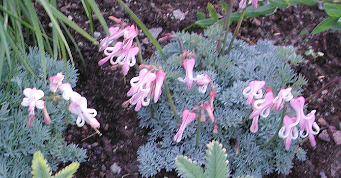 Sjömanshjärta, _Dicentra pregrina_.Foto: Sylvia Svensson