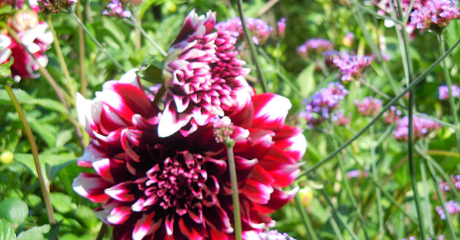 Dahlia 'Mistery Day' med sommarblomman jätteverbena.Foto: Sylvia Svensson