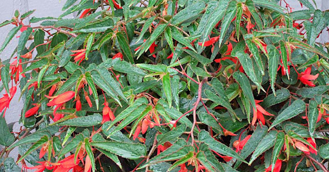 _Begonia boliviensis_, 'Bonfire'