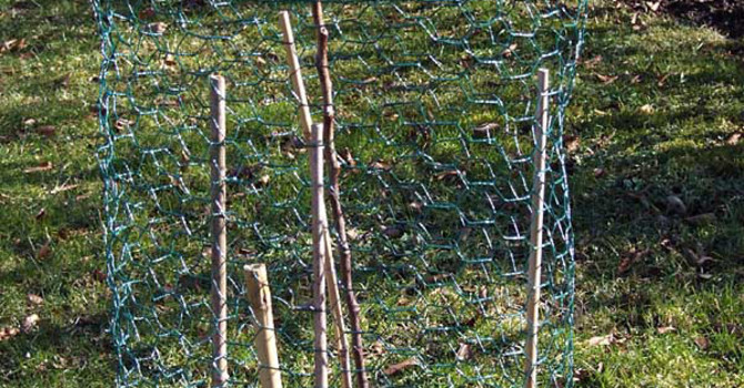 Nätring runt ett nyplanterat träd. Foto: Sylvia Svensson