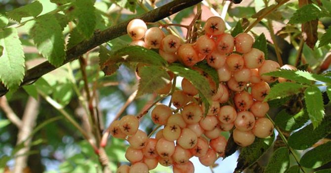**Rönn**, _Sorbus_ 'Apricot Queen'
Foto: Sylvia Svensson
