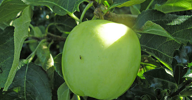 Det är friska frukter vi vill ha. Här äpple 'Transparente Blanche'.
Foto: Sylvia Svensson
