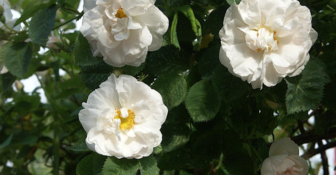 _Rosa alba_ 'Maxima', en ljuvlig namnsort av _Rosa alba_. Foto: Sylvia Svensson