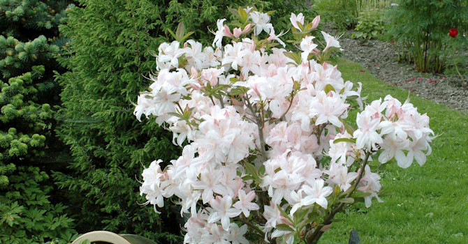 ’White light’s’ får stora vita blommor och är mycket blomvillig.