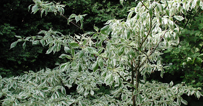 Pagodkornell, _Cornus controversa_, 'Variegata'. Foto: Sylvia Svensson