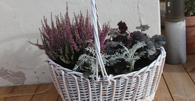 Ljung och alunrot är säkra kort att ta till när nattkylan tar sommarblommorna. Med ljusa krukor eller korgar blir det inte så höstigt, vi vill ju njuta av sensommarmånaderna lite till!