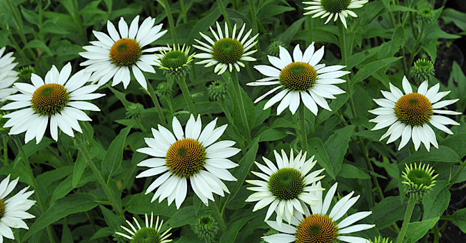 _Echinacea purpurea_ 'Purity'.
Foto: Sylvia Svensson