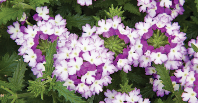 Verbena, _Glandularia Landai®_, Twister Blue. Foto: Blomsterfrämjandet/Syngenta