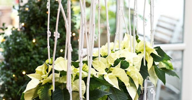 Gör arrangemanget själv 4
Foto: Floradania