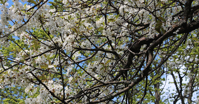 Körsbärsträden har blommat extra länge / Foto: Anna Theorin