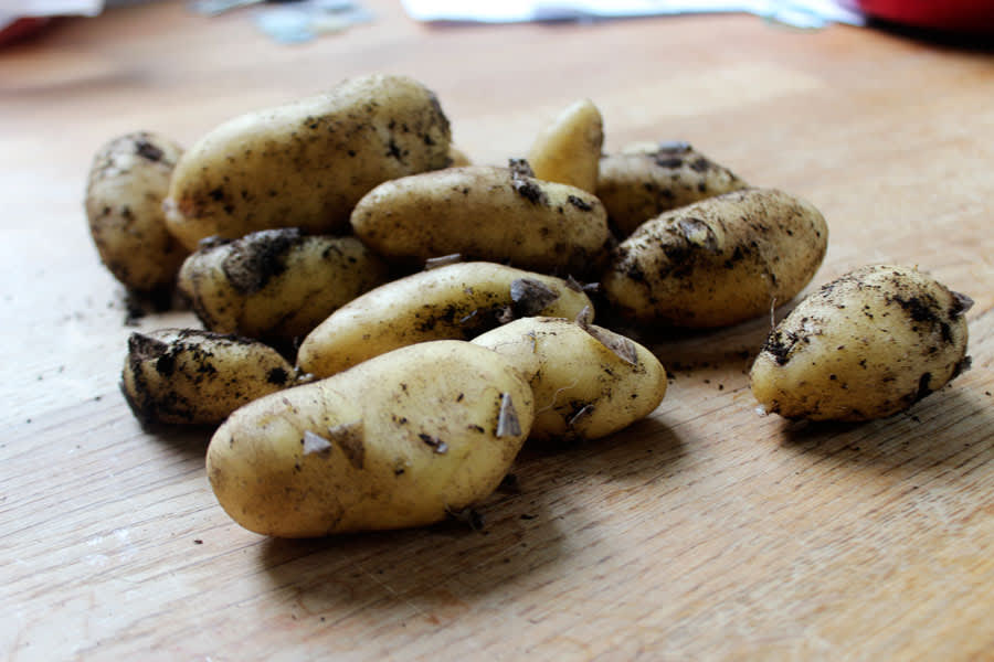 Odla potatis i hink! // Foto: Anna Theorin