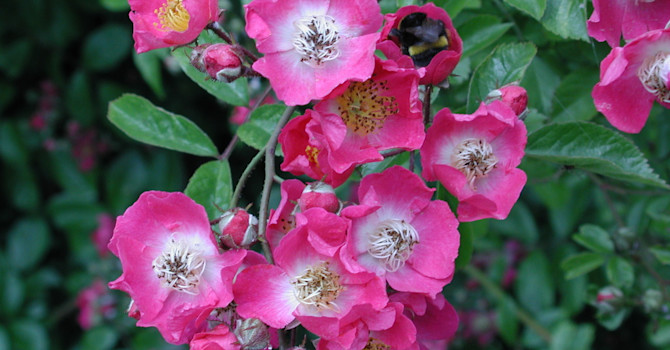 'Maria Liesa' har små mörkrosa blommor med vit mitt.
Foto: Sylvia Svensson