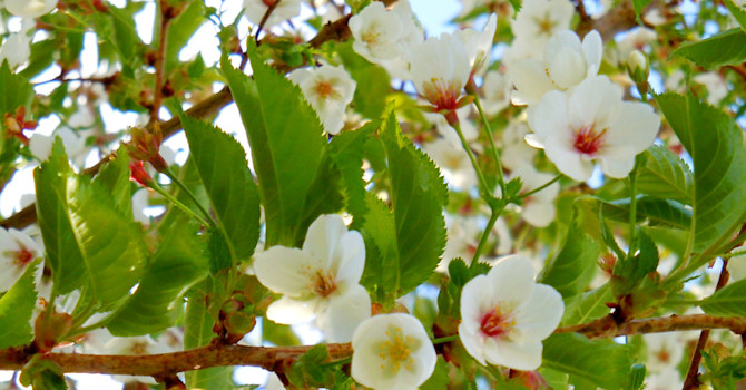 Prydnadskörsbär, _Prunus_, 'Umineko' blommar i vitt. Foto: Sylvia Svensson