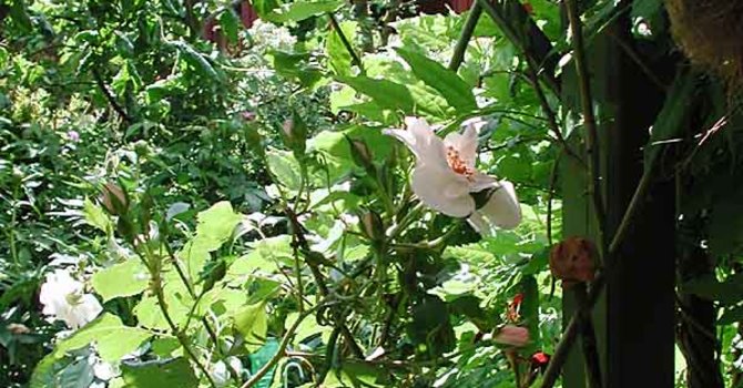 Klätterrosen, _Rosa_, 'Bolero' klättrar gärna uppåt i pergolan. Foto: Sylvia Svensson