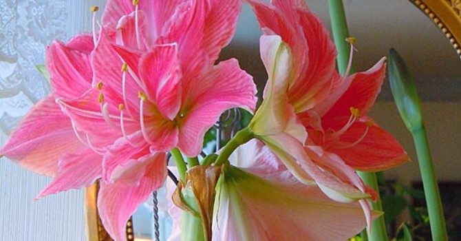 Driva amaryllis till jul, här 'Sweet Nympf'. Foto + arr: Sylvia Svensson