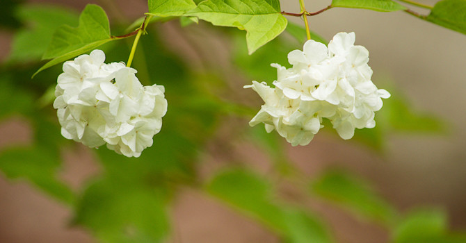 Snöbollsbuske heter den här, tror jag. Äntligen har den börjat att blomma hos mig, säger Geert. Jag grävde upp en stickling för flera år sedan. Verkligen vacker.