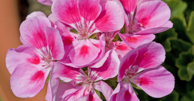 Tvåfärgad pelargon, ’Bravo light pink’.
Foto: Blomsterfrämjandet/Syngenta