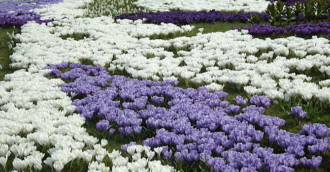Blåvit krokusmatta. Foto: Sylvia Svensson