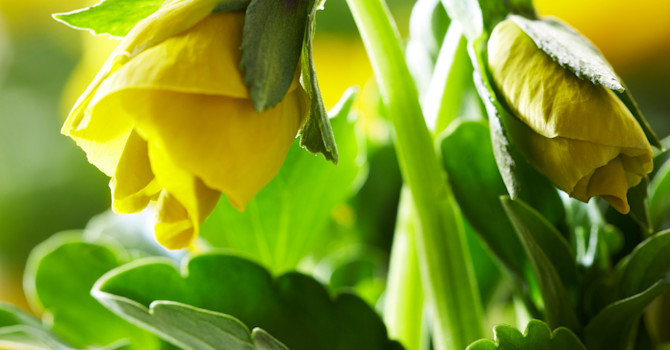 Pensé, _Viola x wittrockiana_, 'Delta Gold with Blotch'.
Foto: Blomsterfrämjandet/Syngenta