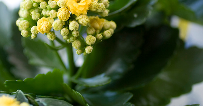 Härligt gula och små våreld _Calandiva_, på rad. Foto: Blomsterfrämjandet