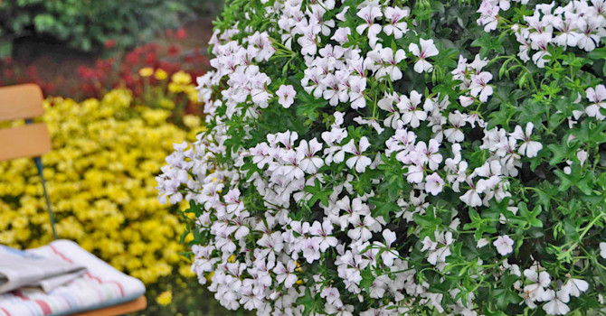 'Glacier White'Foto: Odla.nu