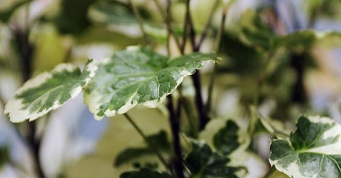 Silveraralia, _Polyscias scutellaria_. Foto: Mats Hallgren.