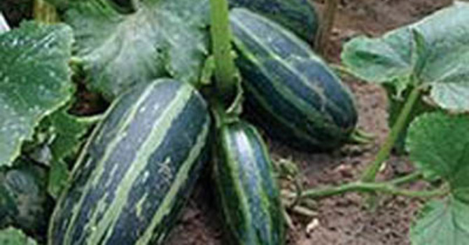 **Sommarsquash 'Table Dainty F1'**
Foto: Mr. Fothergill's
