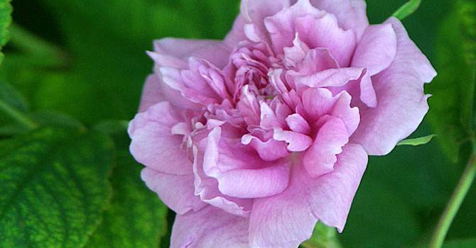 Fylld kanelros, _Rosa majalis_ 'Foecundissima' eller 'Tornedalsros'. Foto: Sylvia Svensson