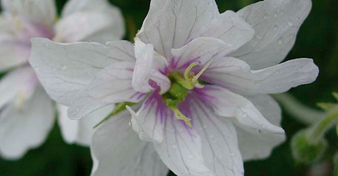 **10. Ängsnäva**, _Geranium pratense_ ´Double Jewel´
