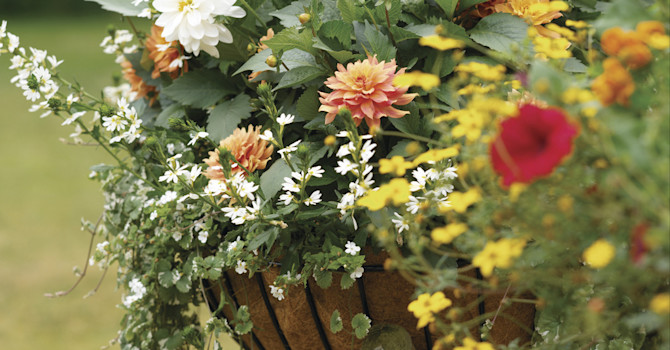 Dahlia i ampel. Foto: Blomsterfrämjandet