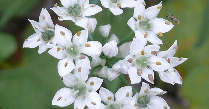 Kinesisk gräslök, blomma.
Foto Wikipedia