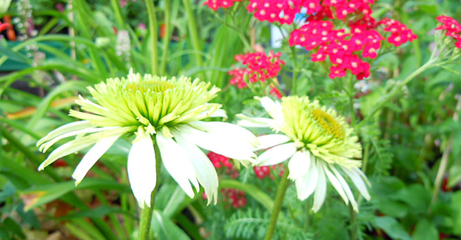 Solhatten _Echinacea purpurea_ 'Tiara', och röllekan _Achillea millefolium_ 'Petra' är lysande detaljer i höstrabatten.
Foto: Sylvia Svensson