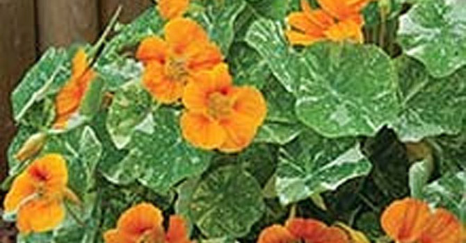 Indiankrasse, 'T.T. Alaska Deep Orange'
Foto: Mr Fothergill's