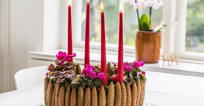 Cyclamen, Peperomia, Fittonia, Sempervivum och Begonia
Foto: Floradania
