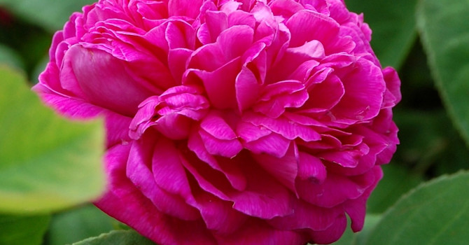 'Rose de Rescht'
Foto: Helena Verghese Borg