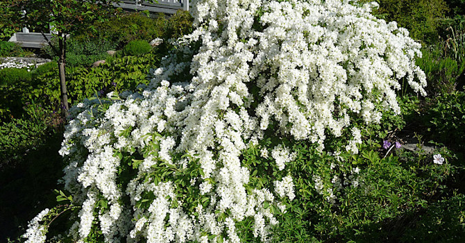 Den fantastiska **pärlbusken**, _Exochorda racemosa_ 'The bride',