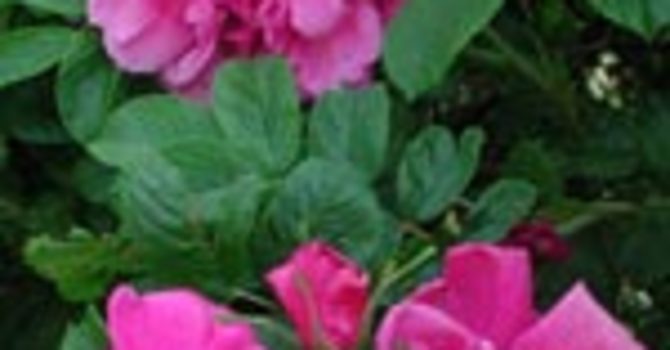Buskros, _Rosa rugosa_ 'Hansa'.Foto: Sylvia Svensson