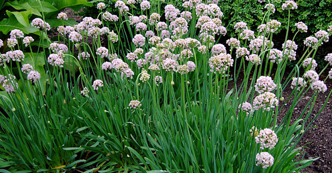 __Sibirisk kantlök, _Allium nutans_.
Foto: Sylvia Svensson