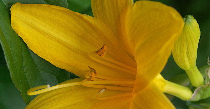 _Hemerocallis lilioasphodelus_, daglilja.
Foto: Sylvia Svensson