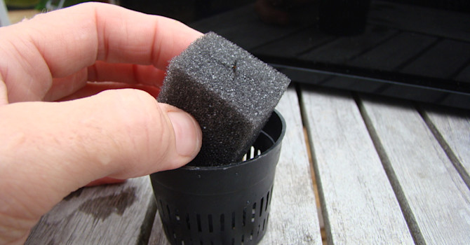 När fröna är på plats stoppas svampen i en plastkorg.