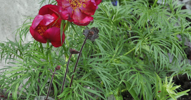 Herrgårdspion, Paeonia x hybrida
Foto: Bernt Svensson